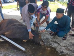 Ketua Umum KONI Makassar Gelar Qurban di Kantor, Awali Program Kerja dan Perkuat Silaturahmi