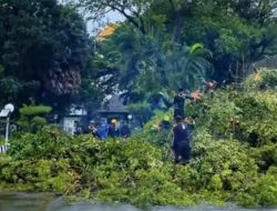 Waspada Cuaca Ekstrem, 102 Pohon Tumbang di Makassar Sepanjang Januari 2026