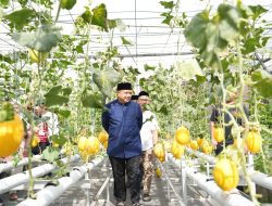 Panen Melon di Bukit Baruga, Appi Jadikan Urban Farming Masjid Bin Baz Model Ketahanan Pangan Perkotaan