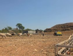 TPA Tamangapa Kini Ditata dan Dilengkapi Ranch Sapi, Sampah Organik Jadi Pakan